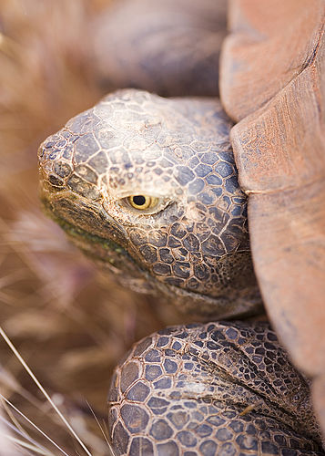 Forest hinge-back tortoise